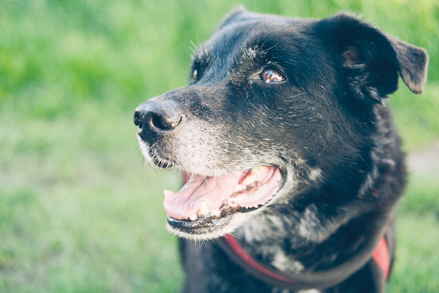 Recognize the signs of an aging dog