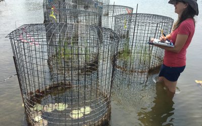 Bipartisan wildlife proposal would enhance fish and wildlife, grow businesses in Texas