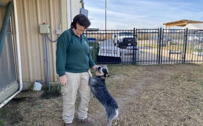 Adopt, don’t shop: shelters offer wide variety of breeds