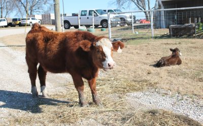 FFA students learn life skills in GISD