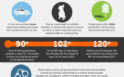 Pets, hot cars a bad combination