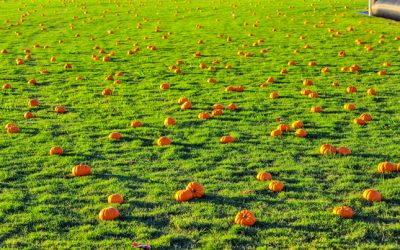 Pumpkin Prowl set for Oct. 15