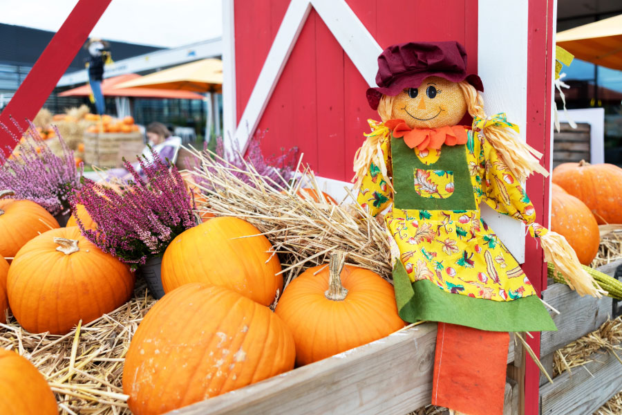 Fall brings festivals, family fun to Sachse area